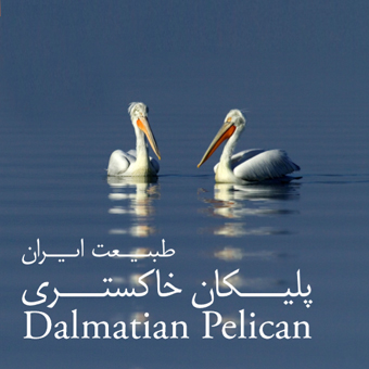 Delmatian Pelican